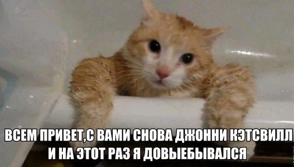 Продолжение серии "Котаки"