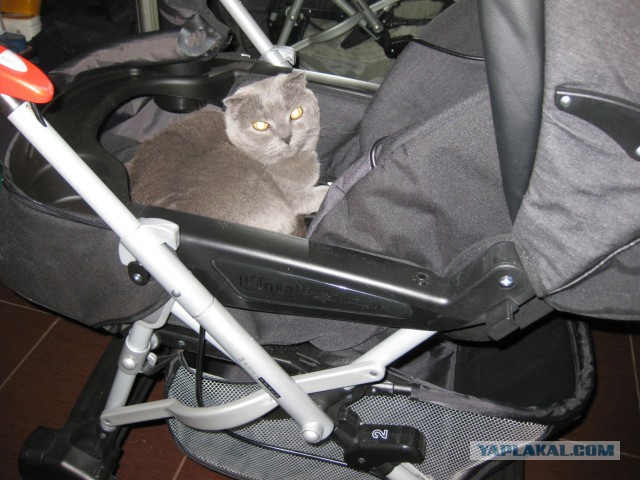 Котовторник 4.02.2014