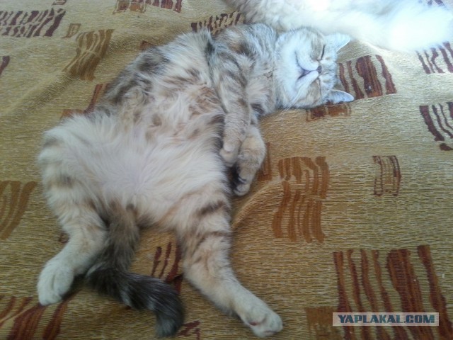 Котовторник 10.06.2014