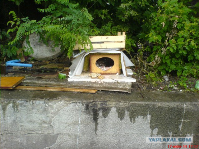 Котовторник 24.06.2014