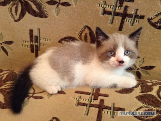 Котовторник 01.07.2014