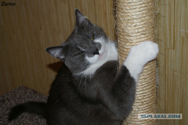 Кошка по имени Мышь