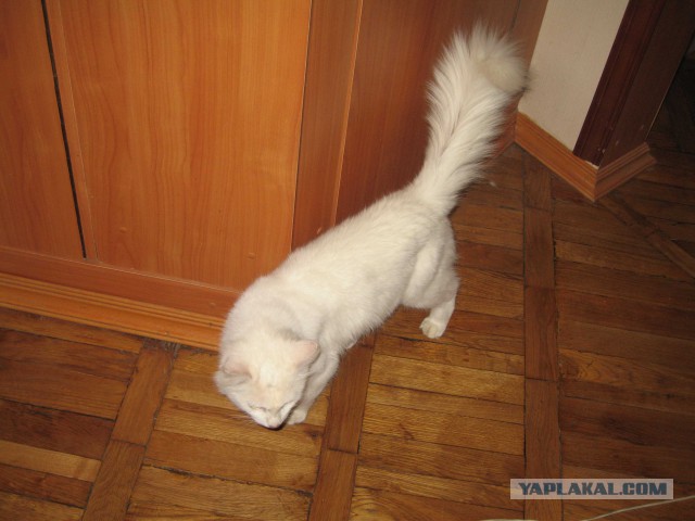 Котовторник 28.10.2014