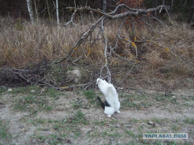Жизнь домашнего приюта для котеек 36