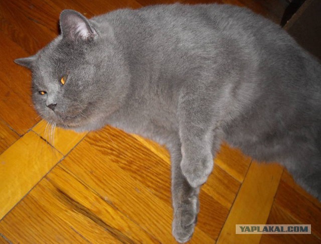 Эй, кот. Кот!