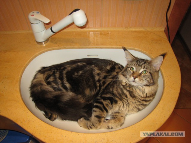 Мейн-куны - котята до старости! Я выбираю вас!