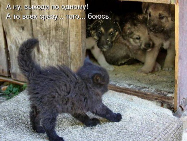 Забавные картинки из Сети