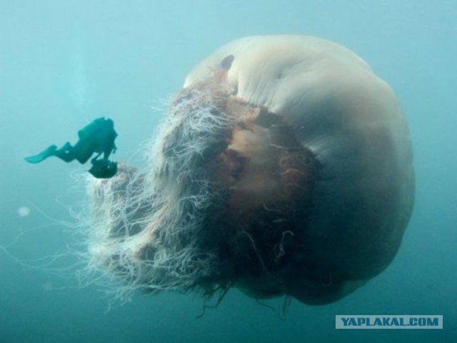 15 фото, после просмотра которых в воду ни ногой!