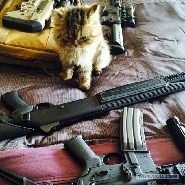 Сенат США обсудил «угрозу», от телеканала RT