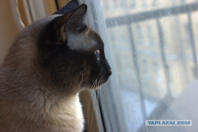 Кот-падоног. Есть у вас такой?
