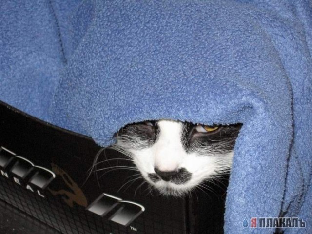 Коты, кошки, котята