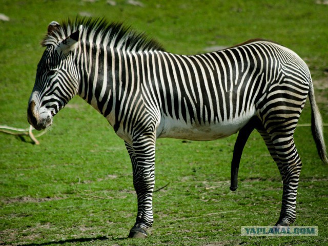 Анекдотов кучка