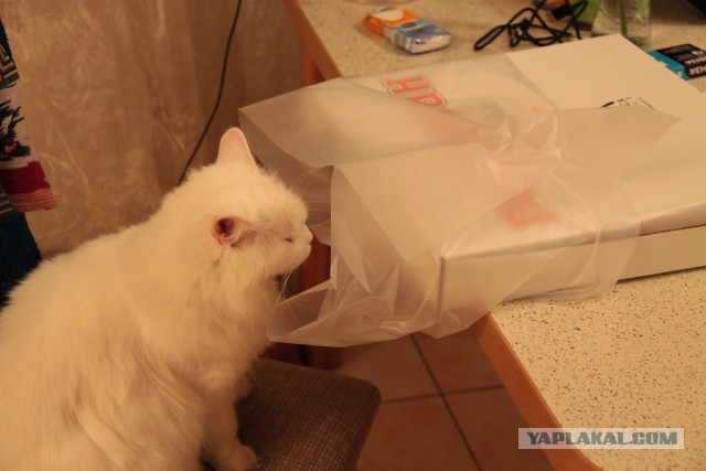 Коты, которые пытались что-то украсть