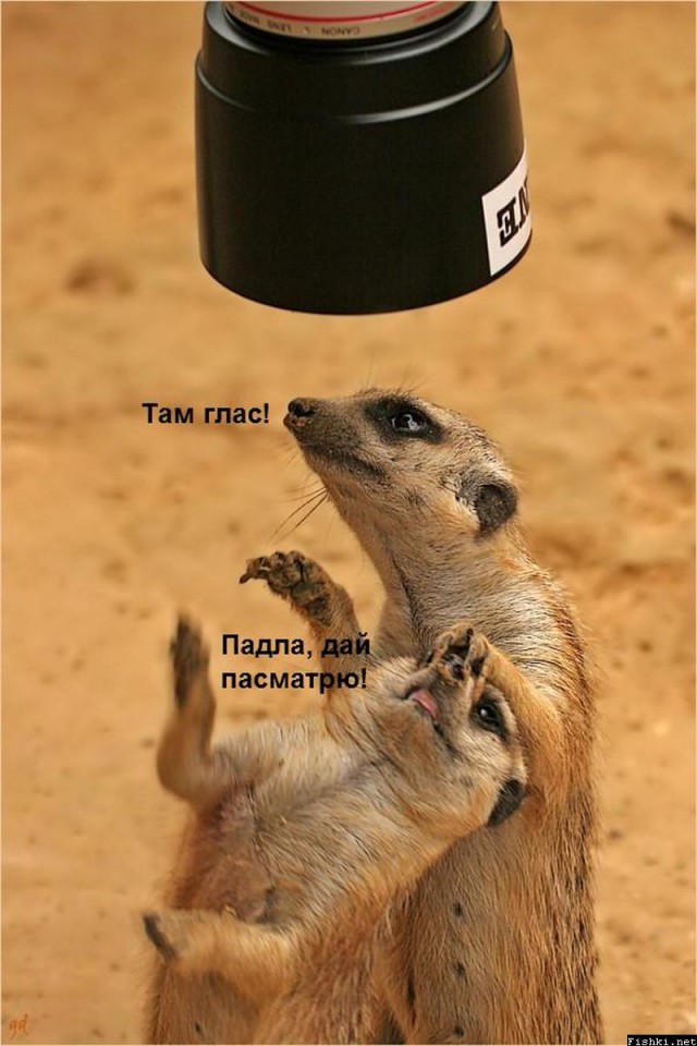 Давайте позитивного зверья запостим