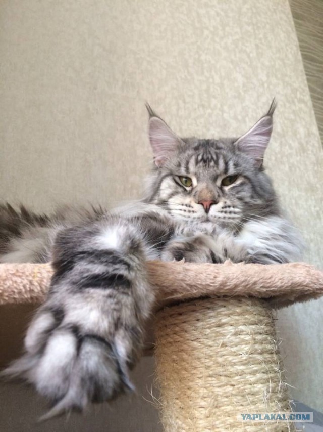 Уже лев или еще кот?