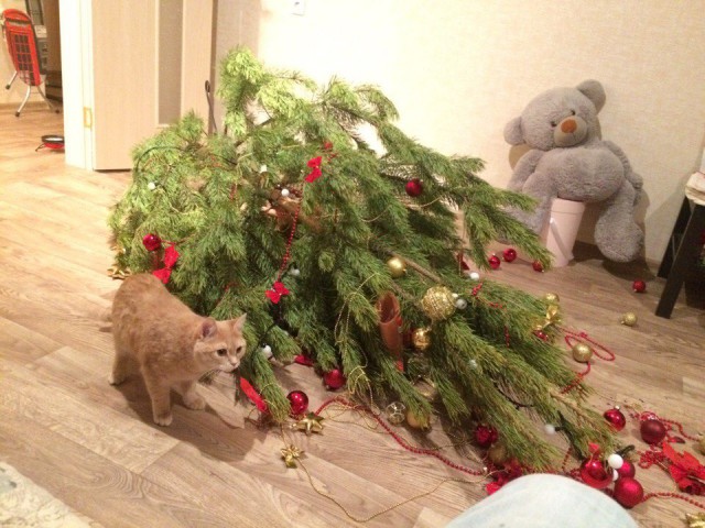 Коты из сети