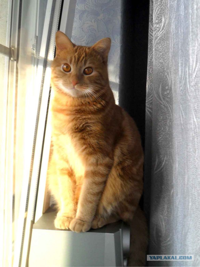 Котовторник  31.01.2017
