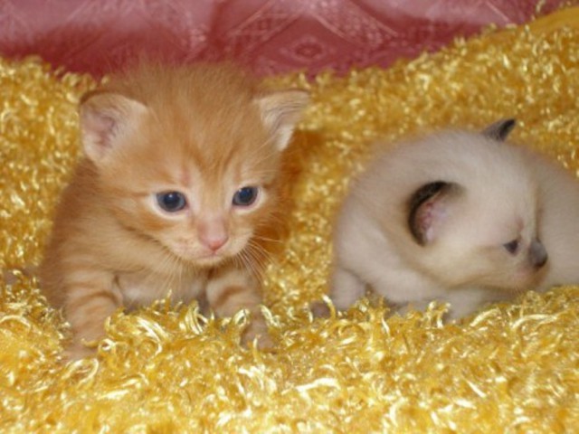 Коты и Кошки
