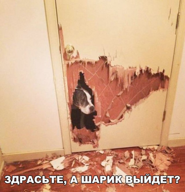 Подборка забавных животных