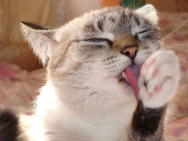 Коты и Кошки