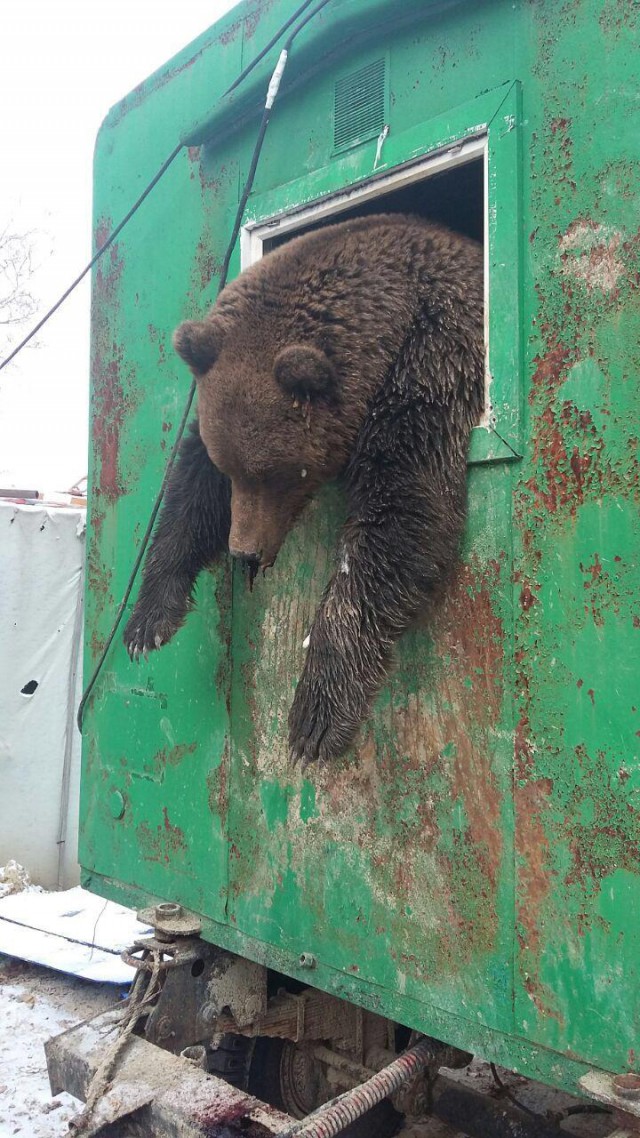 Выгрузили мишку...