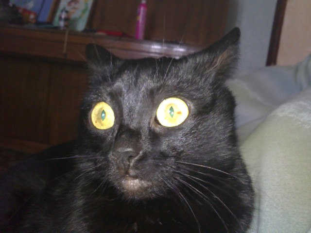 Коты и Кошки