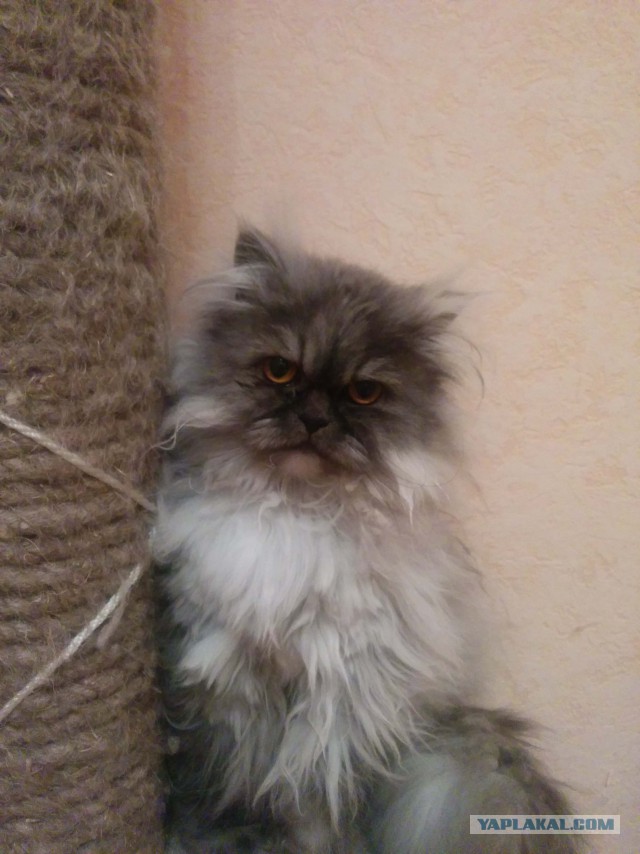 Поиграй с котиком.