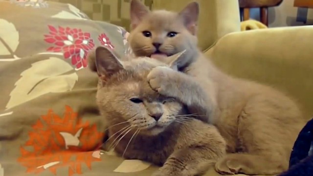 Коты и Кошки