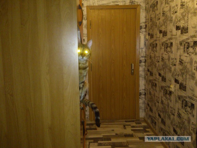 Котовторник  19.12.2017