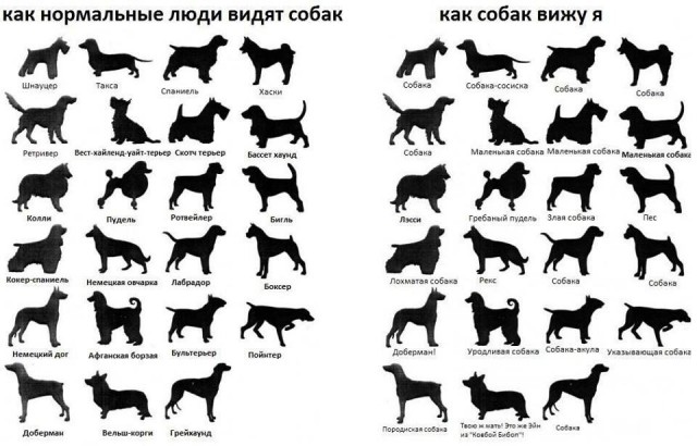Картинки 146% баяны