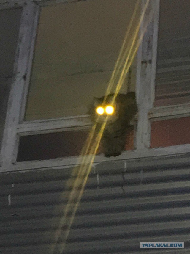 Котовторник ждали? А вот и он!