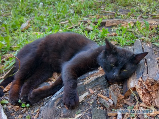 Котовторник 05.06.2018