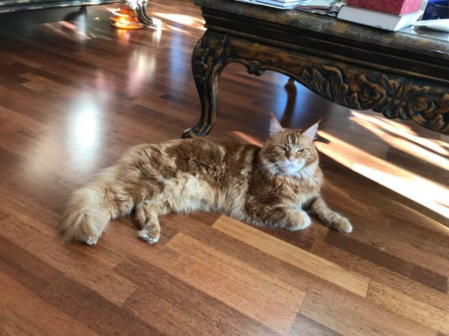 Котовторник 05.06.2018