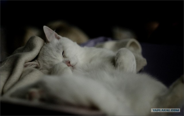 Котовторник (06.01)
