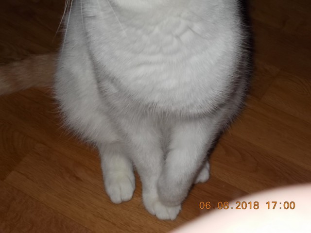 Котовторник 07.08.2018
