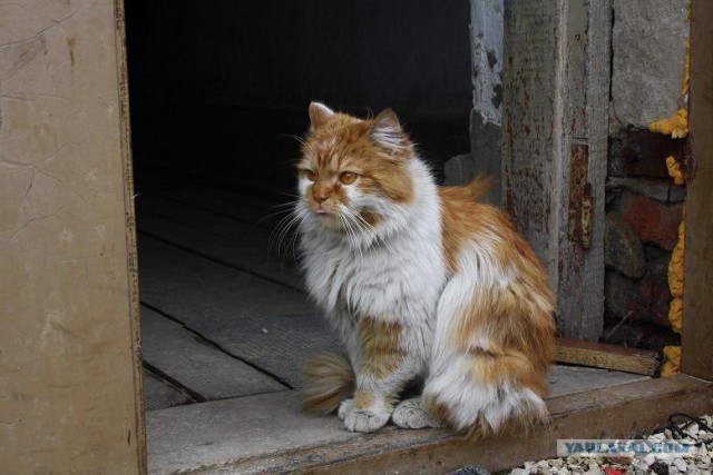 Котовторник уже сегодня!