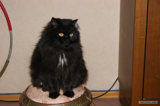 Котовторник объявляется открытым!