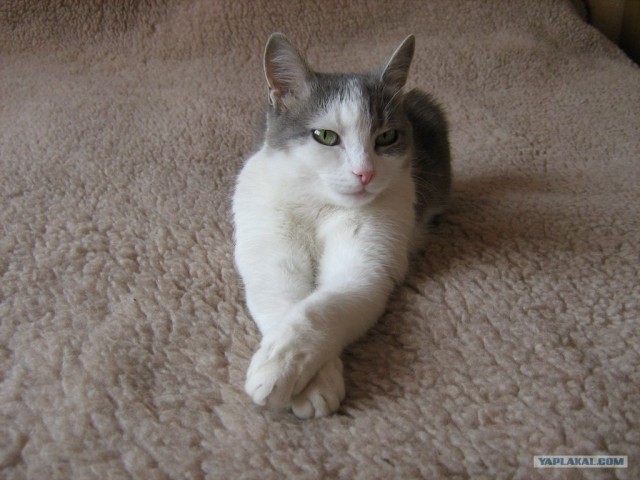 Десантный котовторник