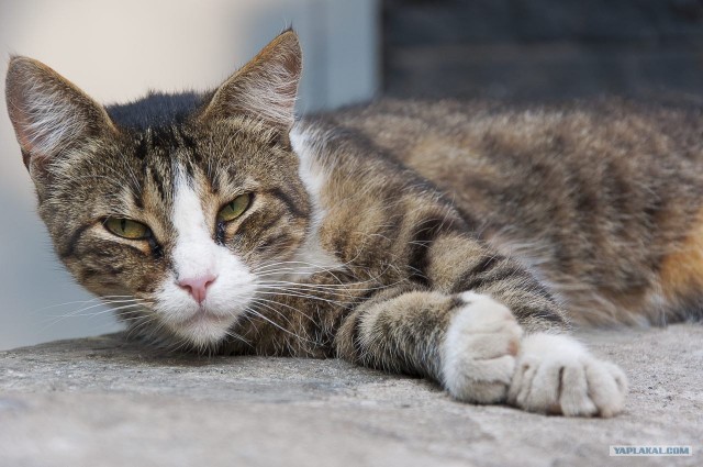 Котэшности