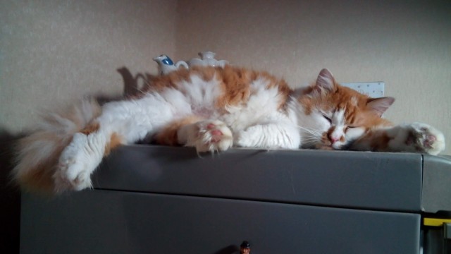 Котовторник (20.11.18)