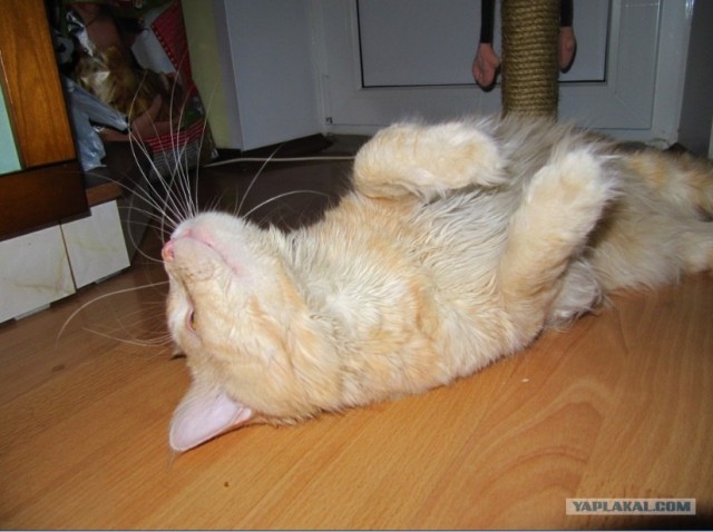 Котовторник 13.12.11 - магическе числа