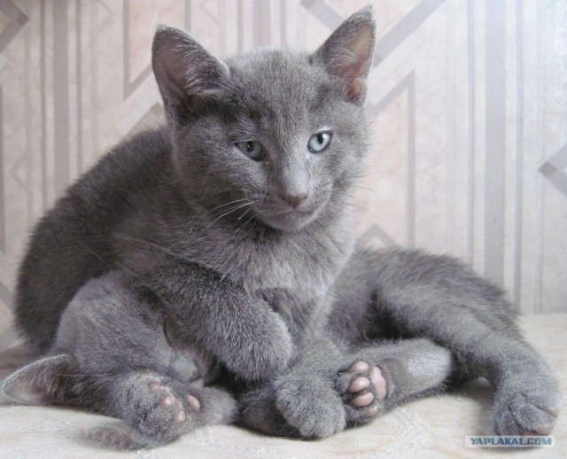 Котовторник (21.02.2012)