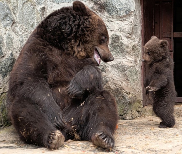 Медвежье воспитание по-украински