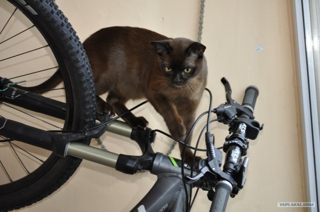 Котовторник 17.04.2012
