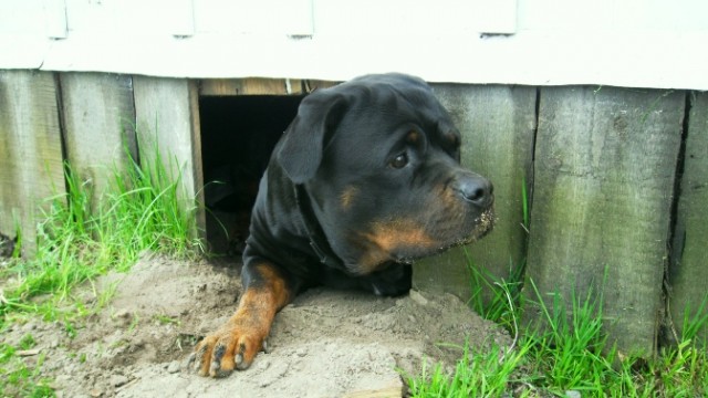 СобакоСреда 30.05.2012