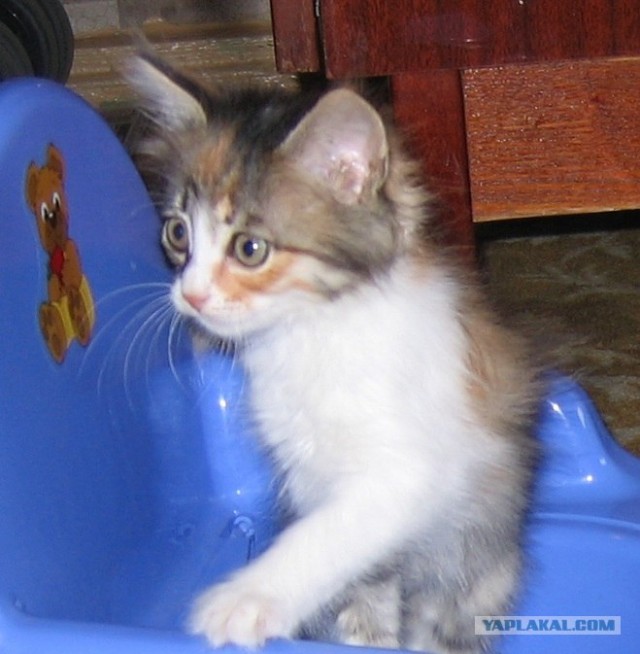 Котовторник  12. 06. 2012