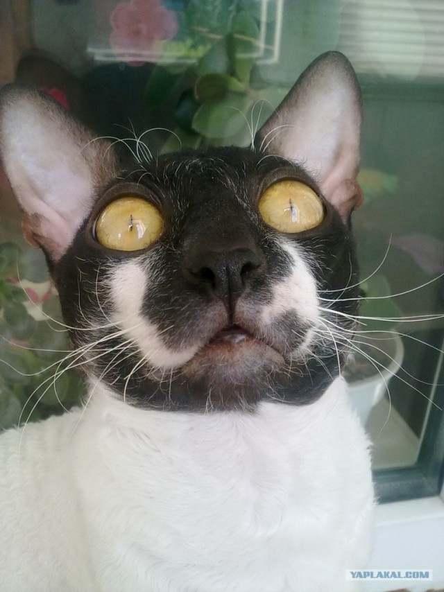 Котовторник на 26.06.12