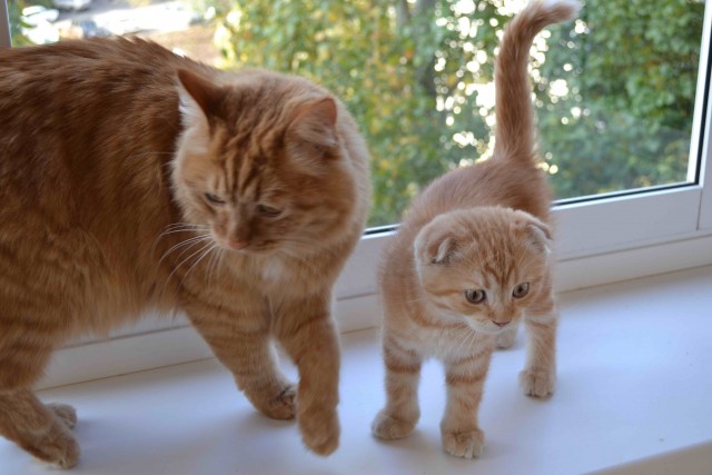 Котовторник  16.10.12