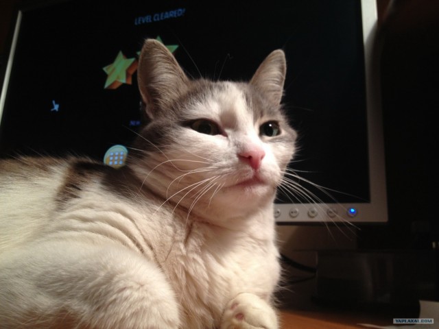 Котовторник 30.10.2012