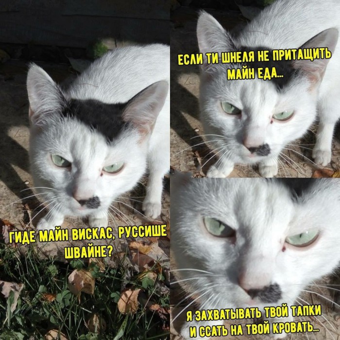 Это моя кошка